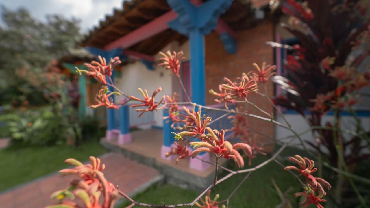 Hotel Termales El Otono La Enea Esterno foto An example of a kangaroo paw